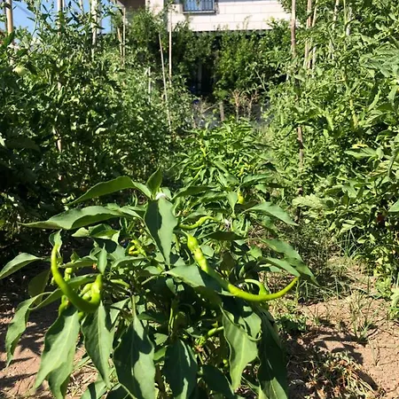 Apartahotel Sun Gumuldur