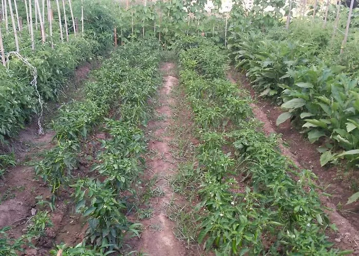 Hotel apartamentowy Sun