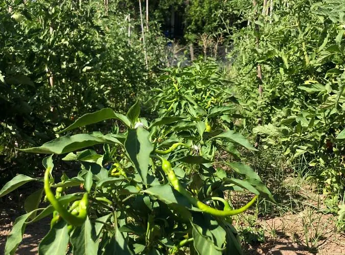 Hotel apartamentowy Sun Gümüldür