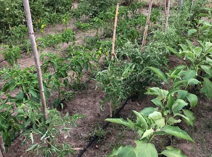 Hotel de apartamente Sun 3*